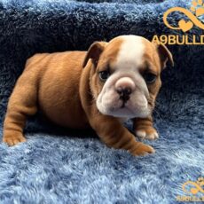 English Bulldog puppy