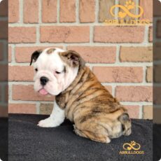 Brindle British Bulldog puppy