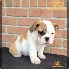 Fawn and white British Bulldog puppy