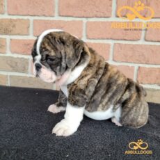 British Bulldog puppy breed