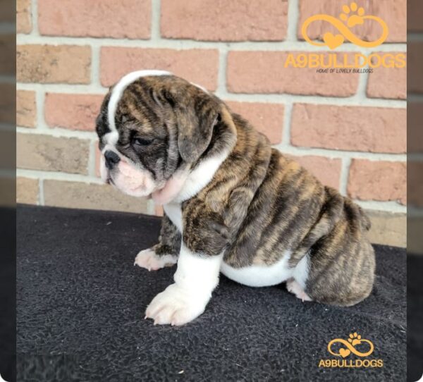 British Bulldog puppy breed